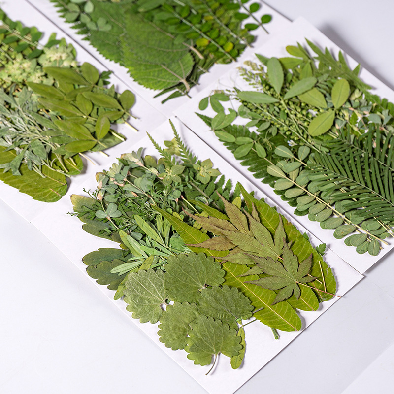 1 takım 35 adet Preslenmiş Kur - Dried Flower Bulk incelemesi ve fiyatı